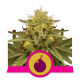 Royal Domina - ROYAL QUEEN SEEDS | TanieSianie.pl