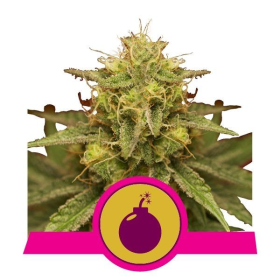 Royal Domina - ROYAL QUEEN SEEDS | TanieSianie.pl