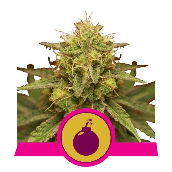Royal Domina - ROYAL QUEEN SEEDS | TanieSianie.pl