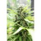 Pandora Auto - PARADISE SEEDS | TanieSianie.pl