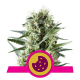 Royal Cookies - ROYAL QUEEN SEEDS | TanieSianie.pl