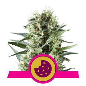 Royal Cookies - ROYAL QUEEN SEEDS | TanieSianie.pl