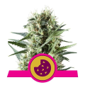 Royal Cookies - ROYAL QUEEN SEEDS