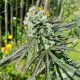 Royal Cookies - ROYAL QUEEN SEEDS | TanieSianie.pl