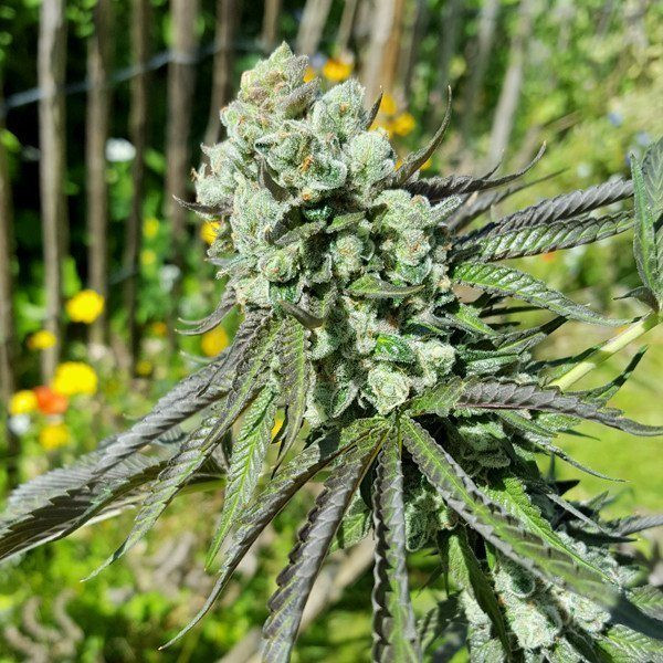 Royal Cookies - ROYAL QUEEN SEEDS | TanieSianie.pl