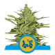 Fast Eddy Automatic CBD - ROYAL QUEEN SEEDS | TanieSianie.pl