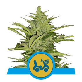 Fast Eddy Automatic CBD - ROYAL QUEEN SEEDS | TanieSianie.pl