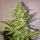 Fast Eddy Automatic CBD - ROYAL QUEEN SEEDS | TanieSianie.pl