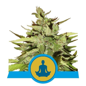 Stress Killer Automatic CBD - ROYAL QUEEN SEEDS | TanieSianie.pl