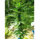 Pandora Auto - PARADISE SEEDS | TanieSianie.pl