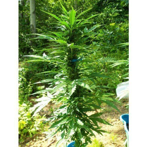 Pandora Auto - PARADISE SEEDS | TanieSianie.pl