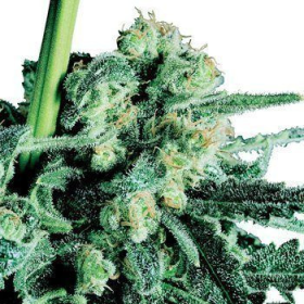 Sensi Skunk® - SENSI SEEDS | TanieSianie.pl