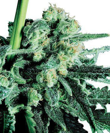 Sensi Skunk® - SENSI SEEDS | TanieSianie.pl