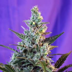 Sweet Skunk Fast Version - SWEET SEEDS | TanieSianie.pl