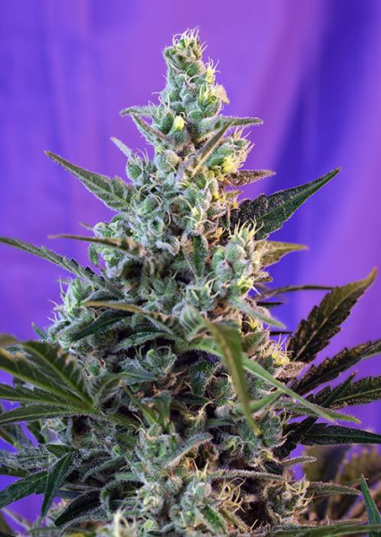Sweet Skunk Fast Version - SWEET SEEDS | TanieSianie.pl