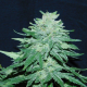 Auto White Widow x Big Bud - FEMALE SEEDS | TanieSianie.pl