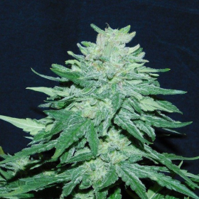 Auto White Widow x Big Bud - FEMALE SEEDS | TanieSianie.pl
