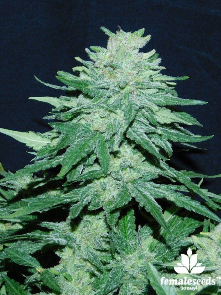 Auto White Widow x Big Bud - FEMALE SEEDS | TanieSianie.pl