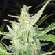 Auto White Widow x Big Bud - FEMALE SEEDS | TanieSianie.pl