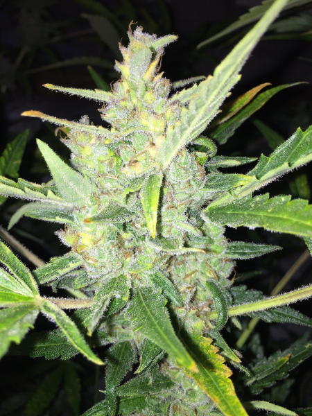 Auto White Widow x Big Bud - FEMALE SEEDS | TanieSianie.pl