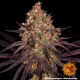 Ayahuasca Purple - BARNEY’S FARM | TanieSianie.pl