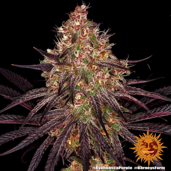 Ayahuasca Purple - BARNEY’S FARM | TanieSianie.pl