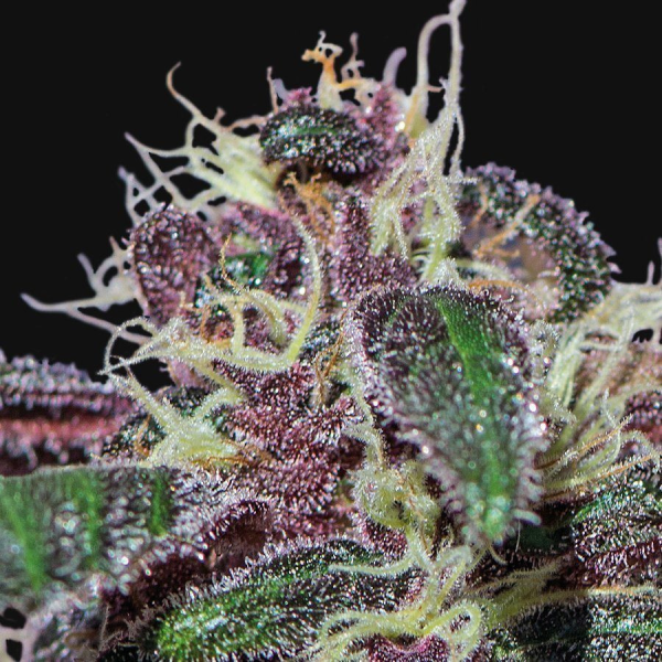 Ayahuasca Purple - BARNEY’S FARM | TanieSianie.pl