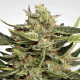 Vertigo Auto - PARADISE SEEDS | TanieSianie.pl