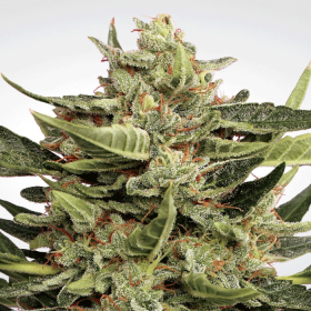 Vertigo Auto - PARADISE SEEDS | TanieSianie.pl