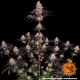 Ayahuasca Purple - BARNEY’S FARM | TanieSianie.pl