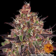 Ayahuasca Purple - BARNEY’S FARM | TanieSianie.pl
