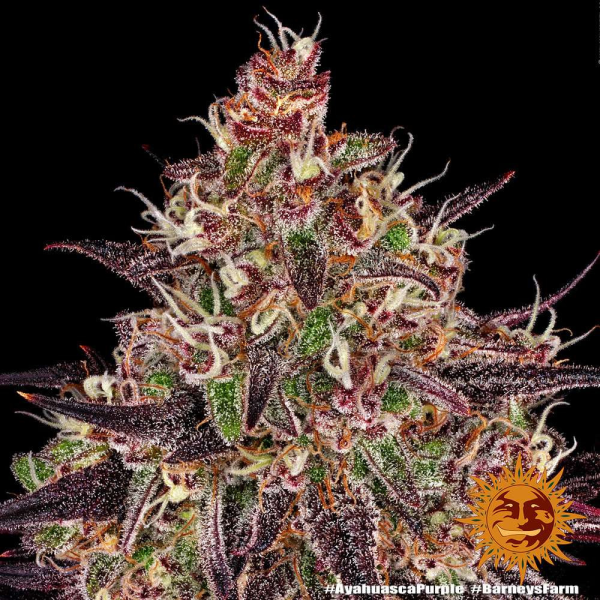 Ayahuasca Purple - BARNEY’S FARM | TanieSianie.pl