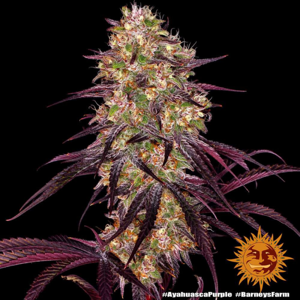 Ayahuasca Purple - BARNEY’S FARM | TanieSianie.pl