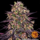 Ayahuasca Purple - BARNEY’S FARM | TanieSianie.pl