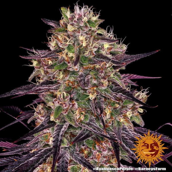 Ayahuasca Purple - BARNEY’S FARM | TanieSianie.pl