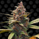 Ayahuasca Purple - BARNEY’S FARM | TanieSianie.pl