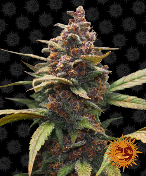 Ayahuasca Purple - BARNEY’S FARM | TanieSianie.pl