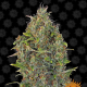 Critical Kush Auto - BARNEY’S FARM | TanieSianie.pl