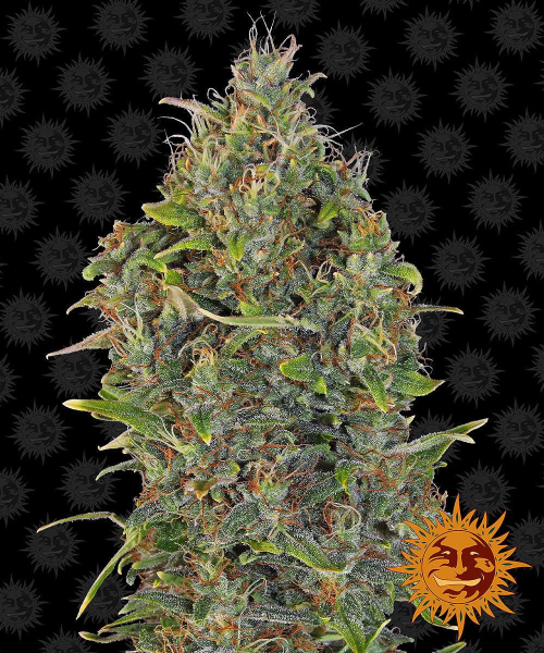 Critical Kush Auto - BARNEY’S FARM | TanieSianie.pl