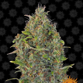 Critical Kush Auto - BARNEY’S FARM