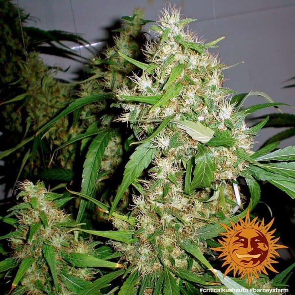 Critical Kush Auto - BARNEY’S FARM | TanieSianie.pl