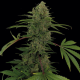Critical Kush Auto - BARNEY’S FARM | TanieSianie.pl