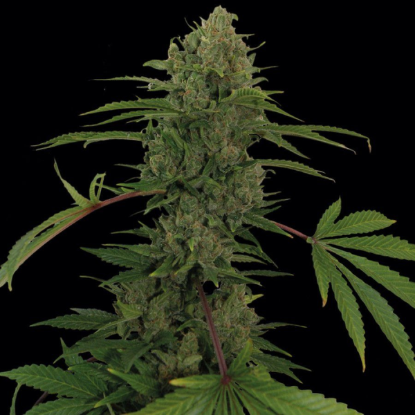 Critical Kush Auto - BARNEY’S FARM | TanieSianie.pl