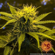Critical Kush Auto - BARNEY’S FARM | TanieSianie.pl