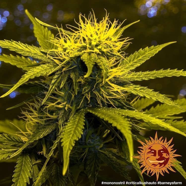 Critical Kush Auto - BARNEY’S FARM | TanieSianie.pl