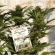 Durban Poison - DUTCH PASSION | TanieSianie.pl