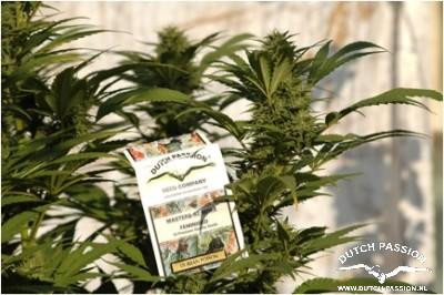 Durban Poison - DUTCH PASSION | TanieSianie.pl