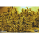 Vertigo Auto - PARADISE SEEDS | TanieSianie.pl