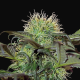 Bad Azz Kush - BARNEY'S FARM | TanieSianie.pl