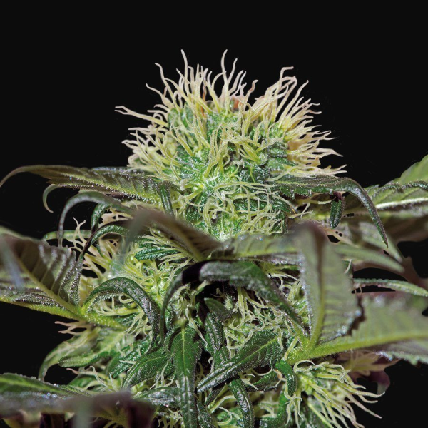 Bad Azz Kush - BARNEY'S FARM | TanieSianie.pl